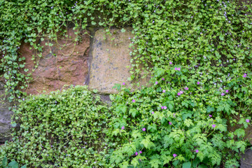 stone wall overgrown with wild flowers