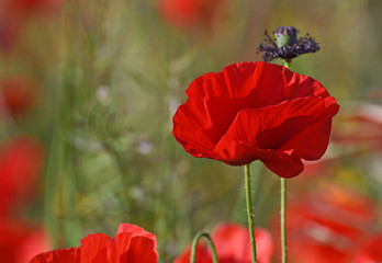 A closeup poppies in a field of red poppies