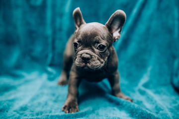 Portret van een mooie blauwe franse bulldog