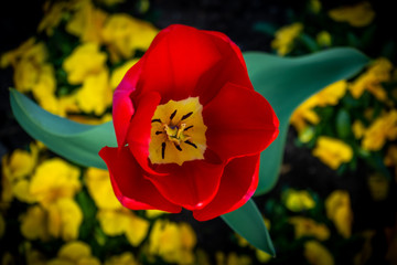 Rote Tulpe von oben