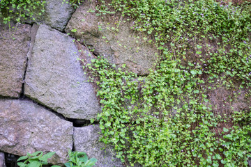 stone wall overgrown with wild flowers
