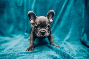 Poster Portret van een mooie blauwe franse bulldog © belyaaa