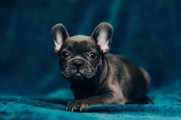 Foto op Aluminium Portret van een mooie blauwe franse bulldog © belyaaa
