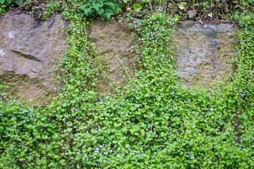 stone wall overgrown with wild flowers
