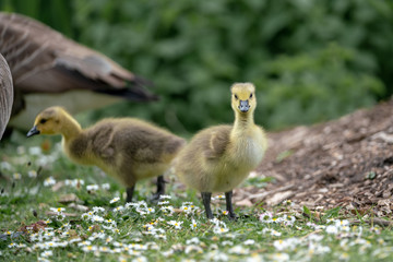 Obraz premium little duckling in the grass