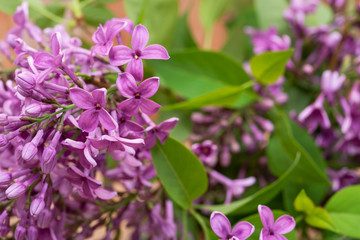 Naklejka na ściany i meble Fresh cut Purple Lilac Flowers on wooden background. Syringa vulgaris.