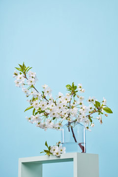 Blooming cherry branch in a glass transparent jar, standing on a square blue frame on a blue background.
