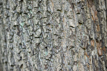  tree bark background wood natural