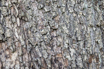  tree bark background wood natural