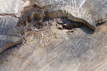 wood, texture, tree