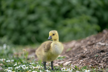 little duckling in the grass