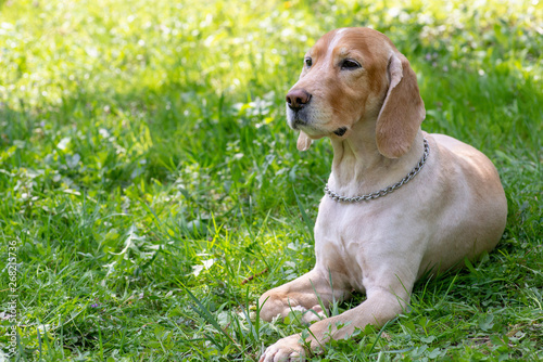 Cocker Spaniel With Short Fur After Haircuts Stock Photo And