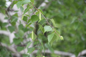birch