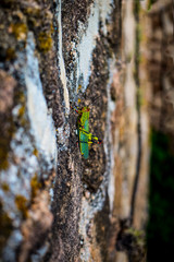 saltamontes chico en rocas