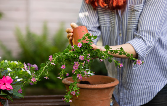 Anonymous woman repotting a plant into a terracotta pot