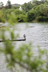 dos patos en un muelle