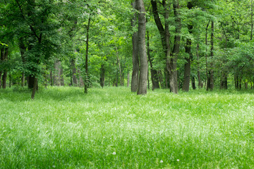 Beautiful spring forest with high grass, sunny day.