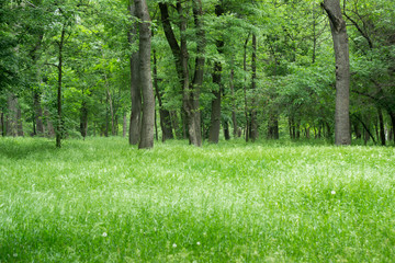 Beautiful spring forest with high grass, sunny day.