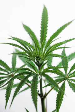Backlit Marijuana plant shot inside a studio.