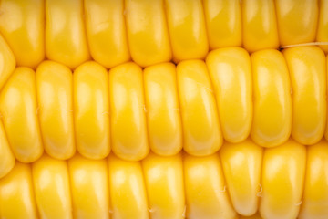 fresh and ripe corn cobs