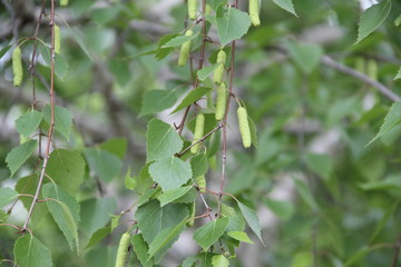 green leaves of a tree