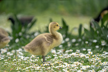 little duckling in the grass