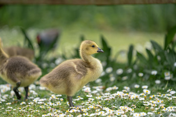 little duckling in the grass