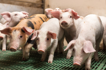Piglets playing in barn © Budimir Jevtic