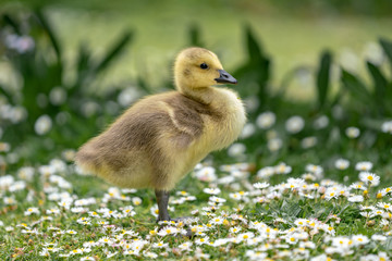 little duckling in the grass
