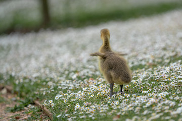 little duckling in the grass