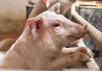 Fototapeta premium Piglet standing on fence