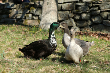 The three tamed wild ducks are walking on the old cemetery and looking cute. 