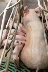 Piglets suckling in modern pigpen