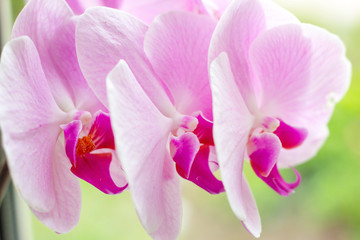Beautiful tropical exotic branch with white, pink and magenta Moth Phalaenopsis Orchid flowers in...