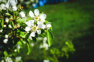 Flowering branch of pear. blooming spring garden. Flowers pears closeup.