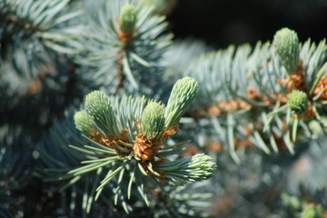 Naklejka na ściany i meble pine tree branch with cones