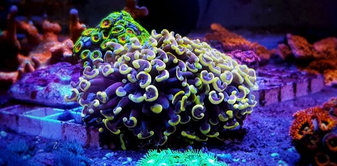 Fototapeta na wymiar Euphyllia Hammer GOLDEN tip LPS coral 