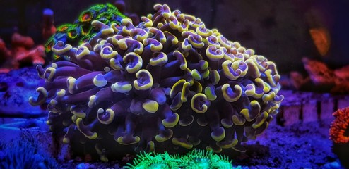 Plakat Euphyllia Hammer GOLDEN tip LPS coral 