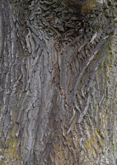 Closeup of texture background of an old oak bark.