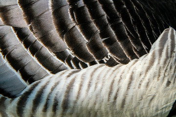 The detail of feathers of a Canadian goose. 