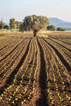 Olive Tree in a Field of Spinach Vertical