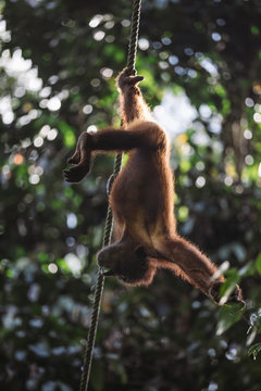 playful orang utan hanging upside down on a rope in a forest
