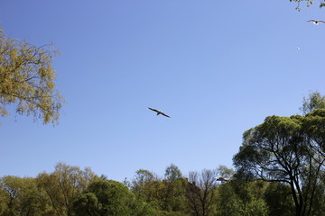 bird, sky, flying