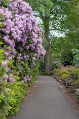 Fototapeta na wymiar path in the garden with purple flowers