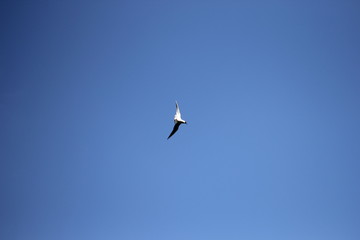 bird, sky, flying
