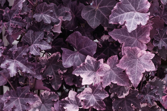 Infrared: Abstract plant leaves