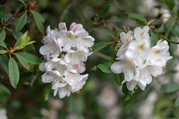 bee on a flower of bird cherry