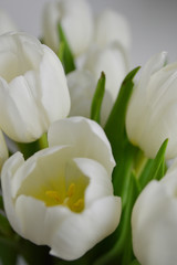 white tulips / weiße Tulpen