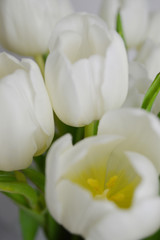 Weiße Tulpen 3