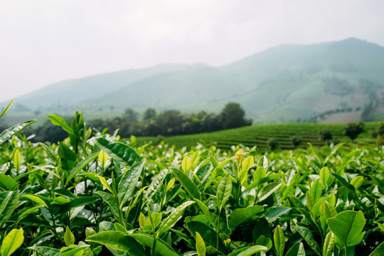 scenic view of Chinese tea field